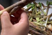 我的世界中竹笋如何获得？获取竹笋的技巧是什么？