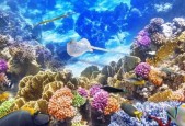 伊甸园的骄傲新版本更新了什么内容？深海歌声的最新动态有哪些？