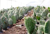 矿星之争仙人掌加点介绍？如何优化属性分配？