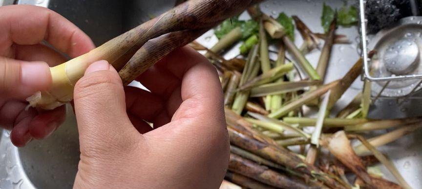 我的世界中竹笋如何获得？获取竹笋的技巧是什么？  第1张